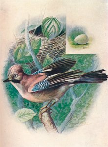 Geai - Garrulus glandarius, vers 1910 - George James Rankin