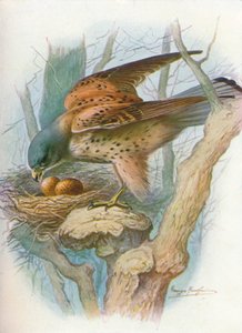 Faucon crécerelle - falco tinnunculus, vers 1910 - George James Rankin