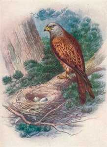 Milan royal - Milvus ictinus, vers 1910