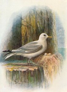 Mouette tridactyle - Rissa tridactyla, vers 1910 - George James Rankin