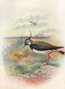 Vanneau huppé ou Pluvier - Vnellus vulgaris, vers 1910 - George James Rankin