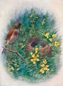 Linotte - Linota cannabina, 1910