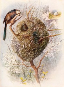 Mésange à longue queue - Acredula caudata, vers 1910, 1910