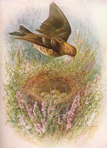Pipit des prés ou Titlark - Anthus pratensis, vers 1910