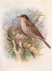 Grive draine - Turdus viscivorus, vers 1910, 1910 - George James Rankin