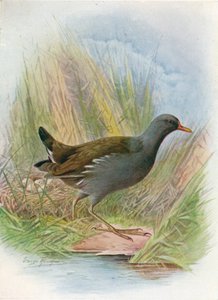 Gallinule poule-d