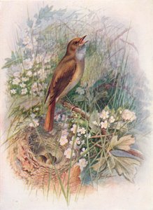 Rossignol - Daulias luscinia, vers 1910, 1910