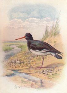 Huîtrier pie - Haematopus ostralegus, vers 1910, 1910 - George James Rankin