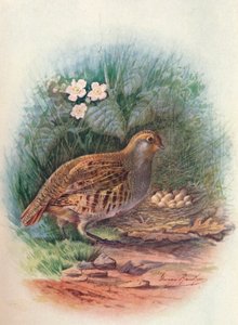Perdrix - Perdix cinerea, vers 1910 - George James Rankin