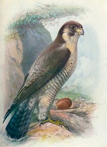 Faucon pèlerin - Falco peregrinus, vers 1910