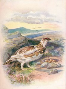Lagopède - Lagopus mutus, vers 1910 - George James Rankin