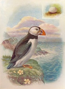 Macareux moine - Fratercula arctica, vers 1910 - George James Rankin