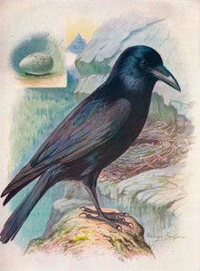 Corbeau - Corvus corax, vers 1910, 1910