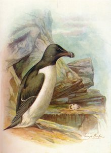 Petit pingouin - Alca torda - George James Rankin