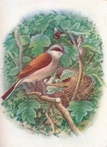 Pie-grièche écorcheur - Lanius collurio, c1910, 1910 - George James Rankin