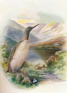 Plongeon catmarin - Colymbus septentrionalis, vers 1910 - George James Rankin