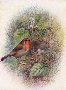 Rouge-gorge ou Rouge-gorge familier - Erithacus rubecula, vers 1910, 1910