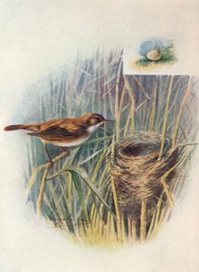 Rousserolle effarvatte - Acrocephalus streperus - George James Rankin