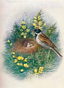 Bruant des roseaux - Embriza schoeniclus