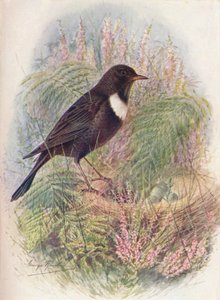 Merle à Plastron - Turdus torquatus, vers 1910