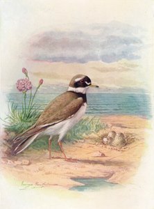 Pluvier à collier interrompu - Aegialitis hiaticola, vers 1910 - George James Rankin