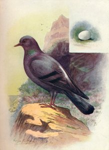 Pigeon biset - Columba livia, vers 1910 - George James Rankin