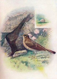Pipit maritime - Anthus obscurus, vers 1910