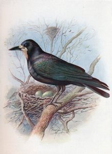 Corbeau - Corvus frugilegus, vers 1910 - George James Rankin