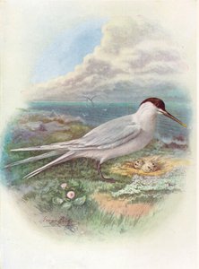 Sterne caugek - Sterna cantiaca, vers 1910