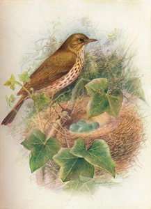 Grive musicienne ou Mavis - Turdus musicus, vers 1910