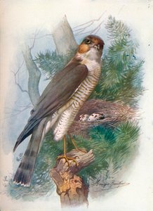 Épervier - Accipiter nisus, vers 1910, 1910