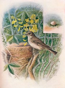 Gobemouche gris - Muscicapa grisola, vers 1910 - George James Rankin