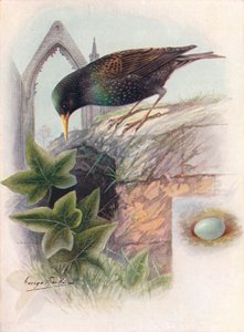 Étourneau - Sturnus vulgaris - George James Rankin