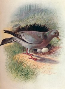 Pigeon colombin - Columba oenas - George James Rankin