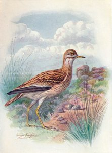 Œdicnème criard, Pluvier de Norfolk, ou Œdicnème - OEdicnemus scolopax, vers 1910, 1910 - George James Rankin