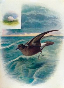 Pétrel tempête - Procellaria pelagica, vers 1910