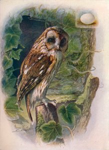 Chouette hulotte - Syrnium aluco, vers 1910 - George James Rankin