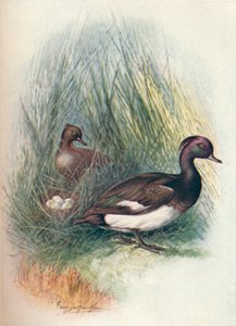 Fuligule morillon - Fuligula cristata, vers 1910