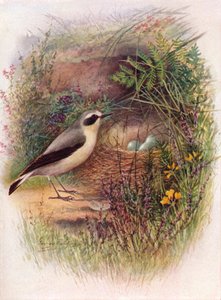 Traquet motteux - Saxicola oenanthe, vers 1910 - George James Rankin