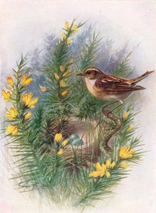 Tarier des prés - Pratincola rubetra, vers 1910 - George James Rankin