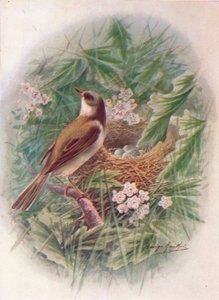 Fauvette grisette - Sylvia cinerea, vers 1910 - George James Rankin