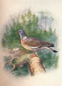 Pigeon ramier ou tourterelle - Columba palumbus, vers 1910, 1910