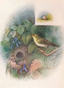 Pouillot siffleur - Phylloscopus sibilatrix, c1910 - George James Rankin
