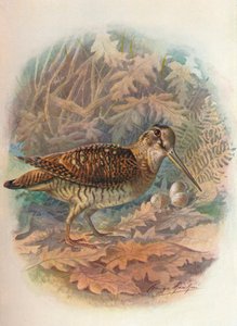 Bécasse - Scolopax rusticula, vers 1910, 1910
