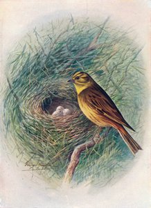 Bruant jaune - Emberiza citrinella, c1910, 1910 - George James Rankin