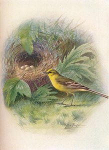 Bergeronnette jaune - Motacilla raii - George James Rankin