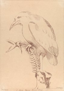 Sans titre : Oiseau tenant un squelette de poisson - George Knapton