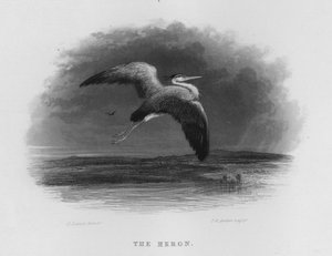 Le Héron (gravure)