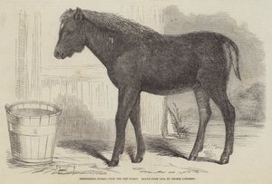 Hybride Remarquable, de la New Forest - George Landseer