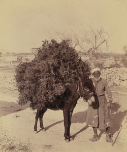Âne portant une charge de racines et de brindilles pour le combustible, Palestine, vers 1900 - Bartolome Esteban and studio Murillo